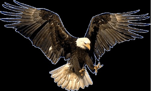 Foto águila pájaro