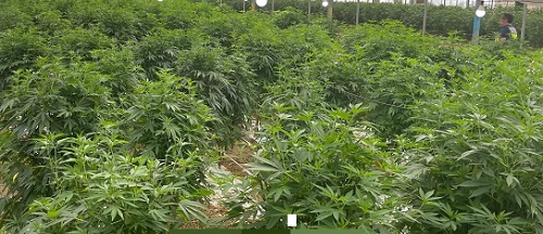 Foto marihuana 45