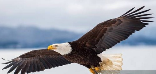 Foto Águila